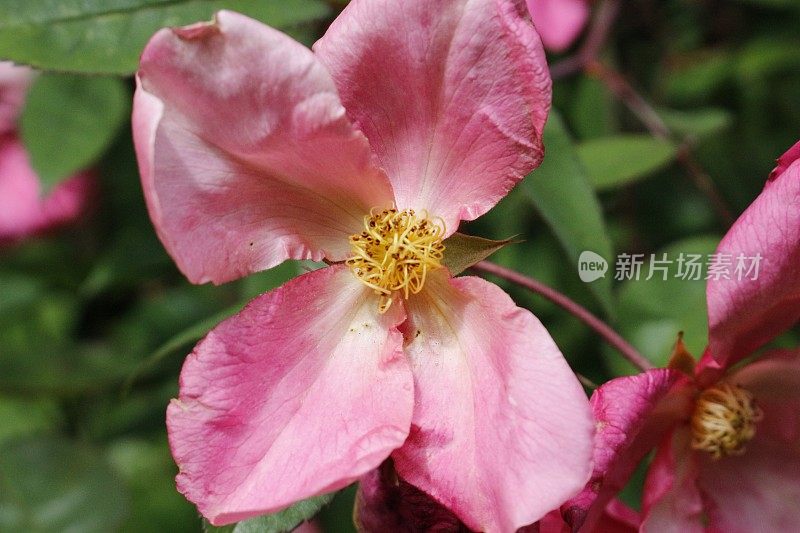Rosa arkansana，草原玫瑰或野生草原玫瑰，是北美中部的一种玫瑰，原产于阿巴拉契亚山脉和落基山脉之间，从阿尔伯塔省、马尼托巴省、萨斯喀彻温省南部到新墨西哥州、德克萨斯州和印第安纳州。